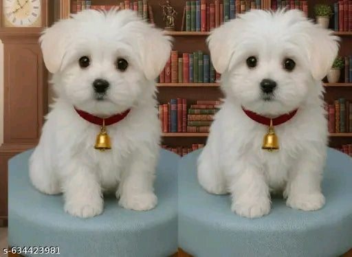 Combo of cute puppy soft dog